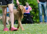 Evolve Hundetraining Potsdam